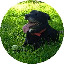 DARKO