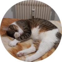 MIMICHAT