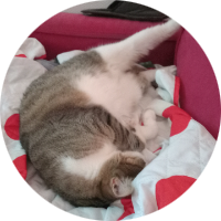 MIMICHAT