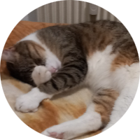 MIMICHAT